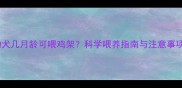 幼犬几月龄可喂鸡架科学喂养指南与注意事项