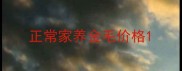 正常家养金毛价格