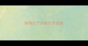 狗狗几个月能打齐疫苗