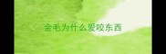 金毛为什么爱咬东西