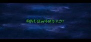 狗狗打疫苗疼痛怎么办