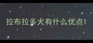 拉布拉多犬有什么优点