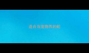 适合当宠物养的蛇