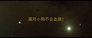 满月小狗不会走路