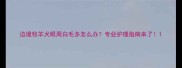边境牧羊犬眼周白毛多怎么办专业护理指南来了