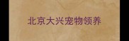 北京大兴宠物领养
