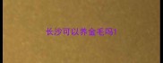 长沙可以养金毛吗