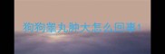 狗狗睾丸肿大怎么回事