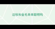 边牧和金毛串串聪明吗