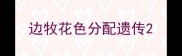 边牧花色分配遗传