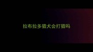 拉布拉多猎犬会打猎吗
