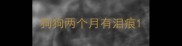 狗狗两个月有泪痕