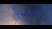 4个月母狗会发情