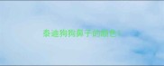 泰迪狗狗鼻子的颜色