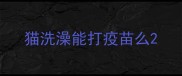 猫洗澡能打疫苗么