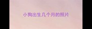 小狗出生几个月的照片
