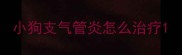 小狗支气管炎怎么治疗