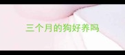 三个月的狗好养吗