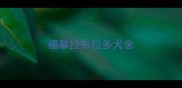 福馨拉布拉多犬舍