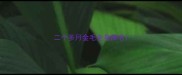 二个多月金毛全身掉毛
