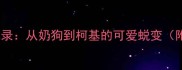 泰迪幼犬萌照全记录从奶狗到柯基的可爱蜕变附科学养育指南