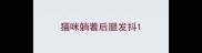猫咪躺着后腿发抖