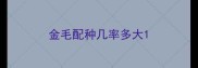 金毛配种几率多大