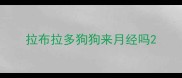拉布拉多狗狗来月经吗