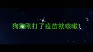 狗狗刚打了疫苗就咳嗽