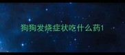 狗狗发烧症状吃什么药