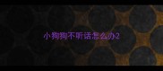 小狗狗不听话怎么办