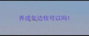 养成年边牧可以吗