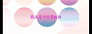 狗从几个月开始训