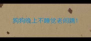 狗狗晚上不睡觉老闹腾