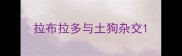 拉布拉多与土狗杂交