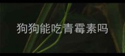 狗狗能吃青霉素吗