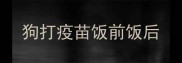 狗打疫苗饭前饭后