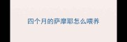 四个月的萨摩耶怎么喂养
