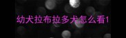 幼犬拉布拉多犬怎么看