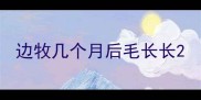 边牧几个月后毛长长