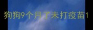 狗狗9个月了未打疫苗