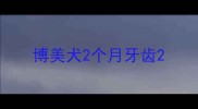 博美犬2个月牙齿