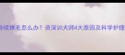金毛犬持续掉毛怎么办资深训犬师4大原因及科学护理指南