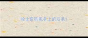 哈士奇狗崽身上的灰毛