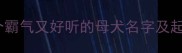 爆款霸气的母狗狗名字推荐20个霸气又好听的母犬名字及起名技巧让爱犬秒变全场焦点