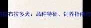 头大脸宽的拉布拉多犬品种特征饲养指南与常见误区