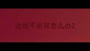 边牧不折耳怎么办