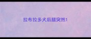拉布拉多犬后腿突然