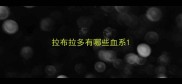 拉布拉多有哪些血系