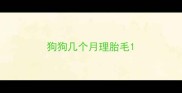 狗狗几个月理胎毛